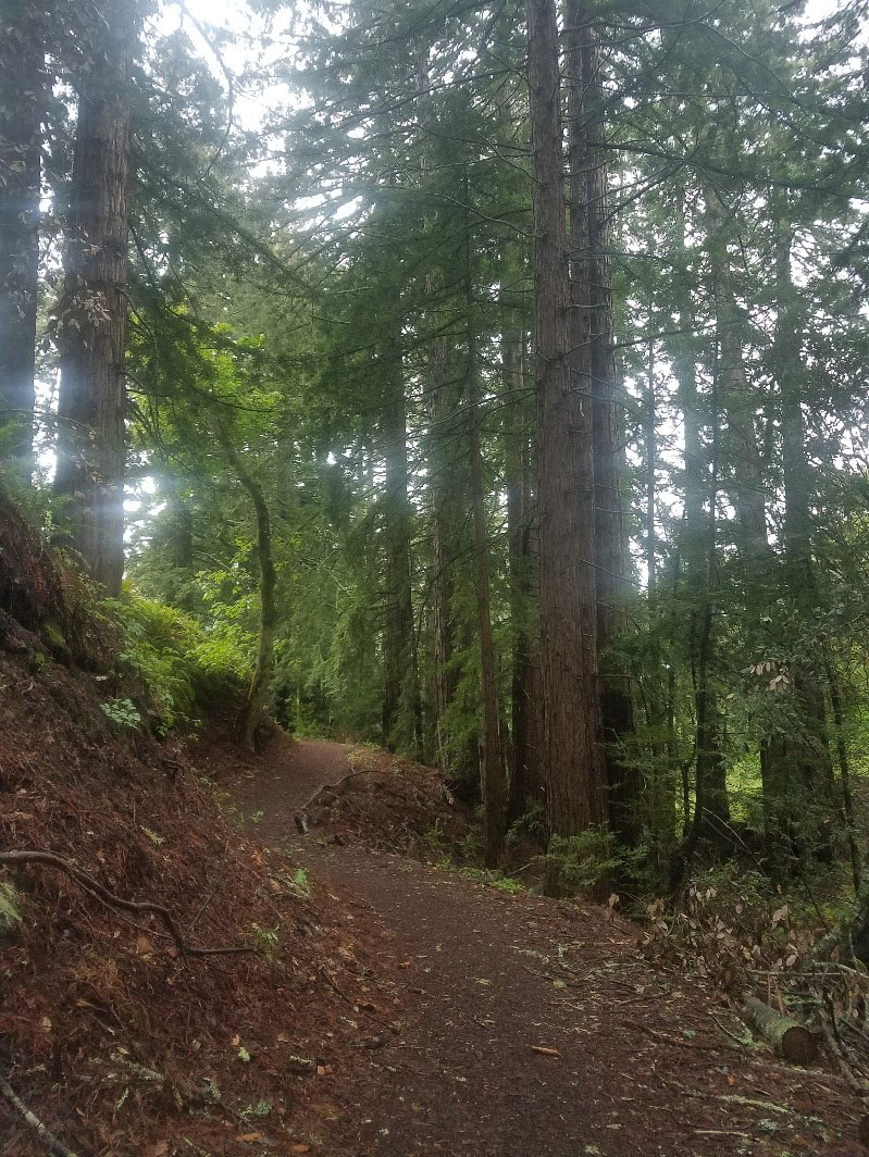 trees in the forest