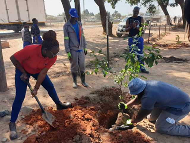 Employees planting a tree