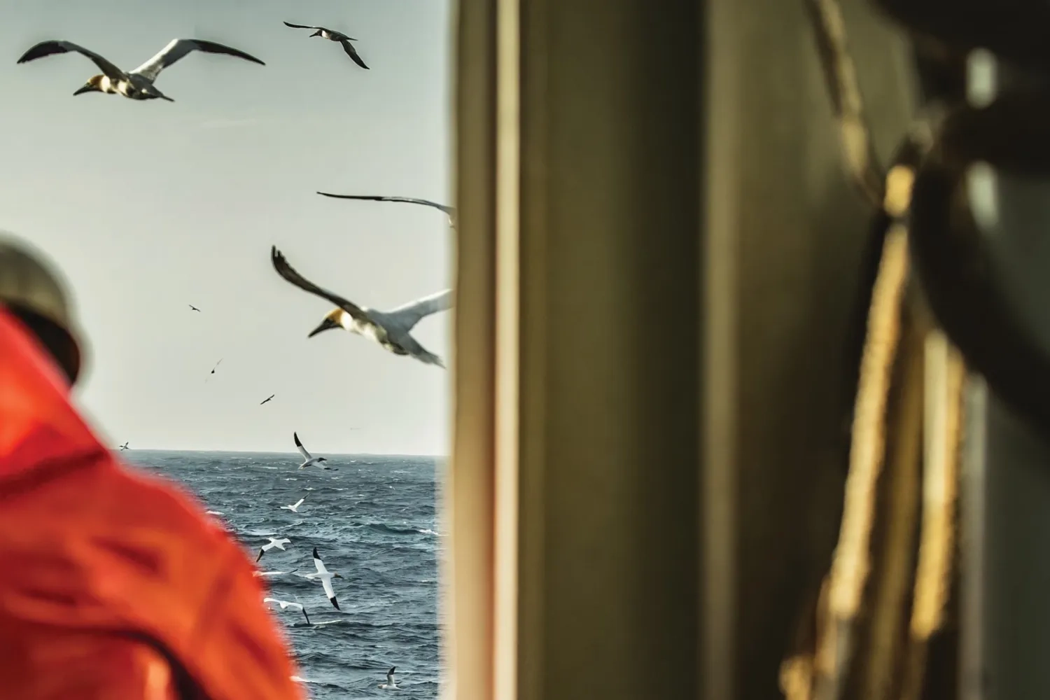 Fisherman looking at seagulls while at sea 