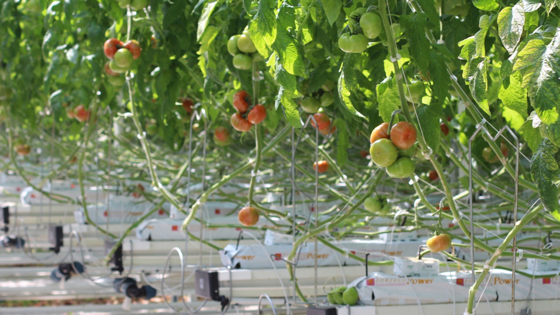 plants inside a commercial greenhouse