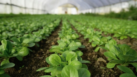 plants in greenhouse