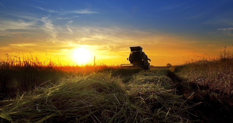 sunset on farm