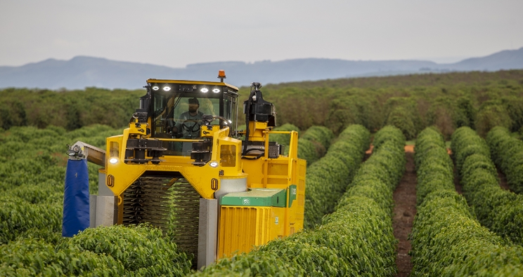 Oxbo 9240 Coffee Harvester