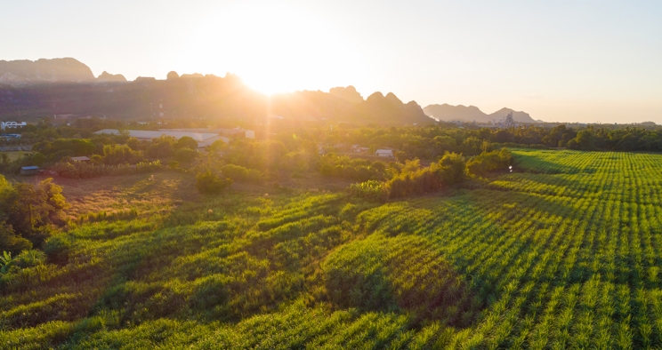 sun rising over field