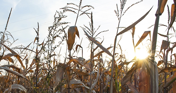corn stalks