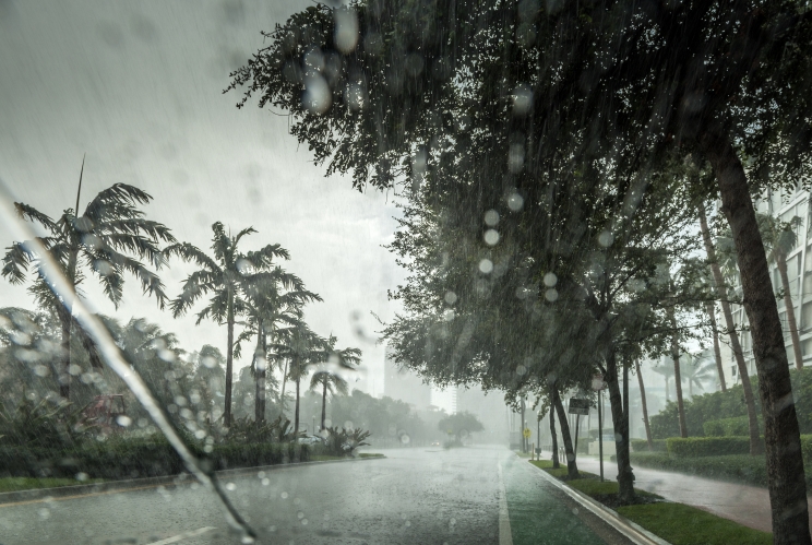 Palm trees during hurricane 