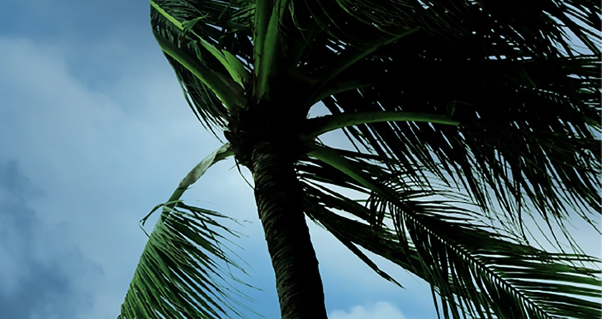 Palm tree