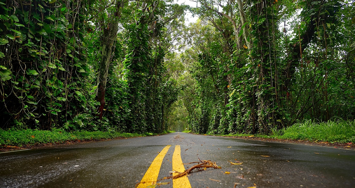 road through the forest