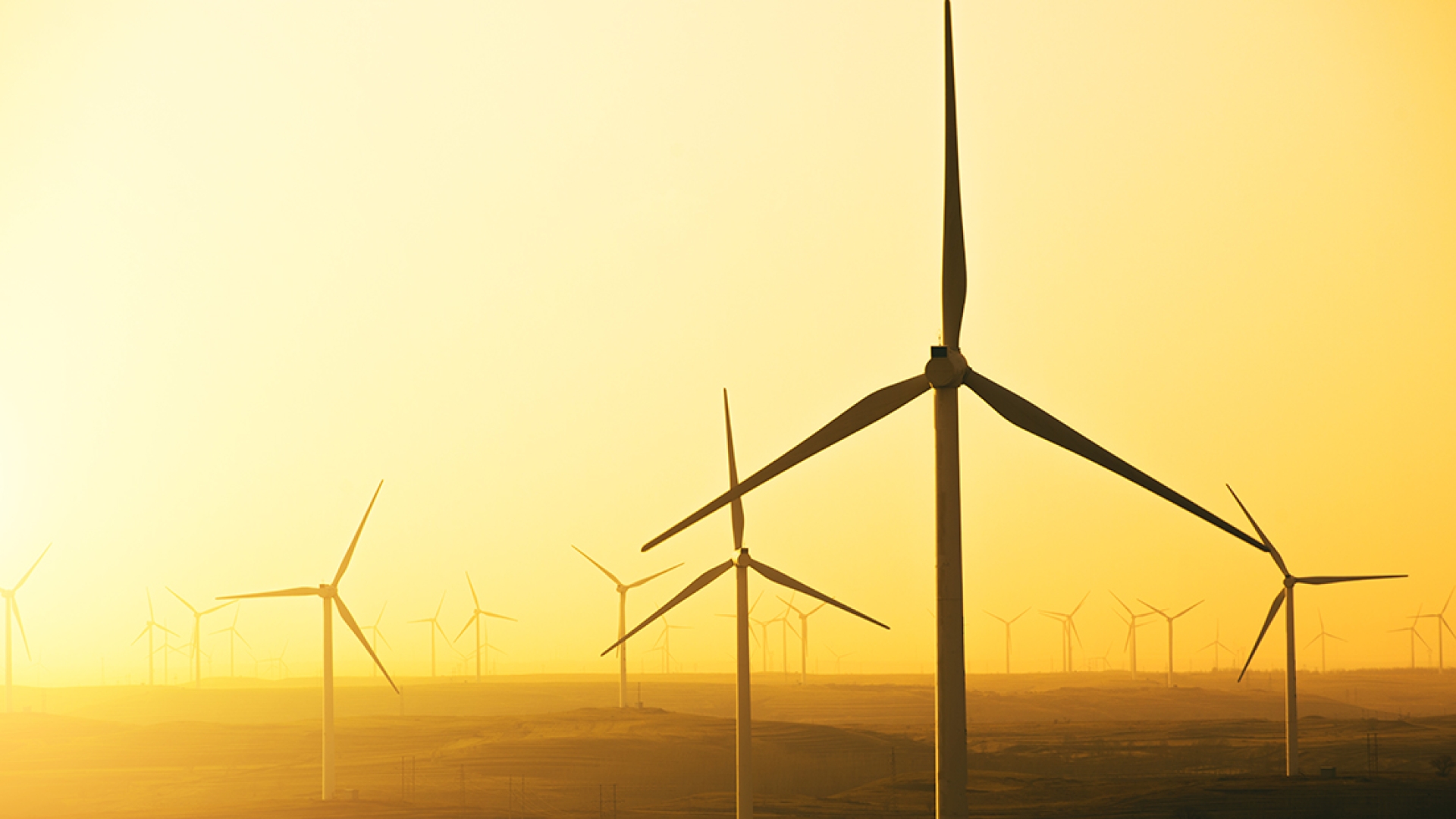 Field With Wind Turbines