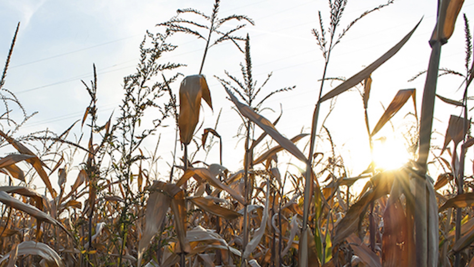 corn stalks