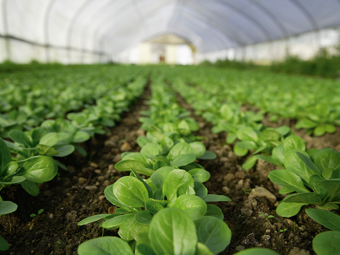 Rows of young green plants inside a greenhouse. Rows of young green plants inside a greenhouse.