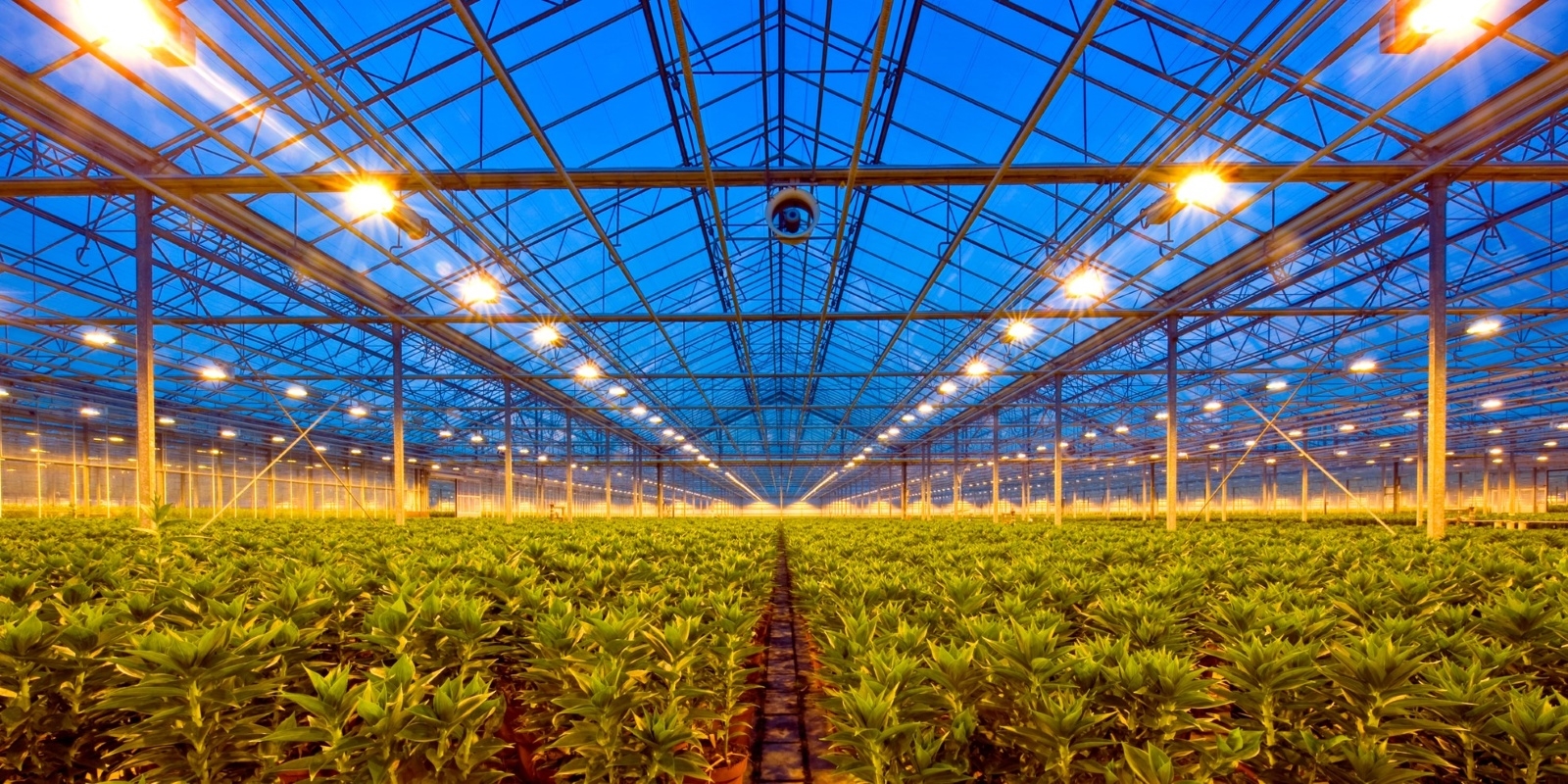 greenhouse agriculture