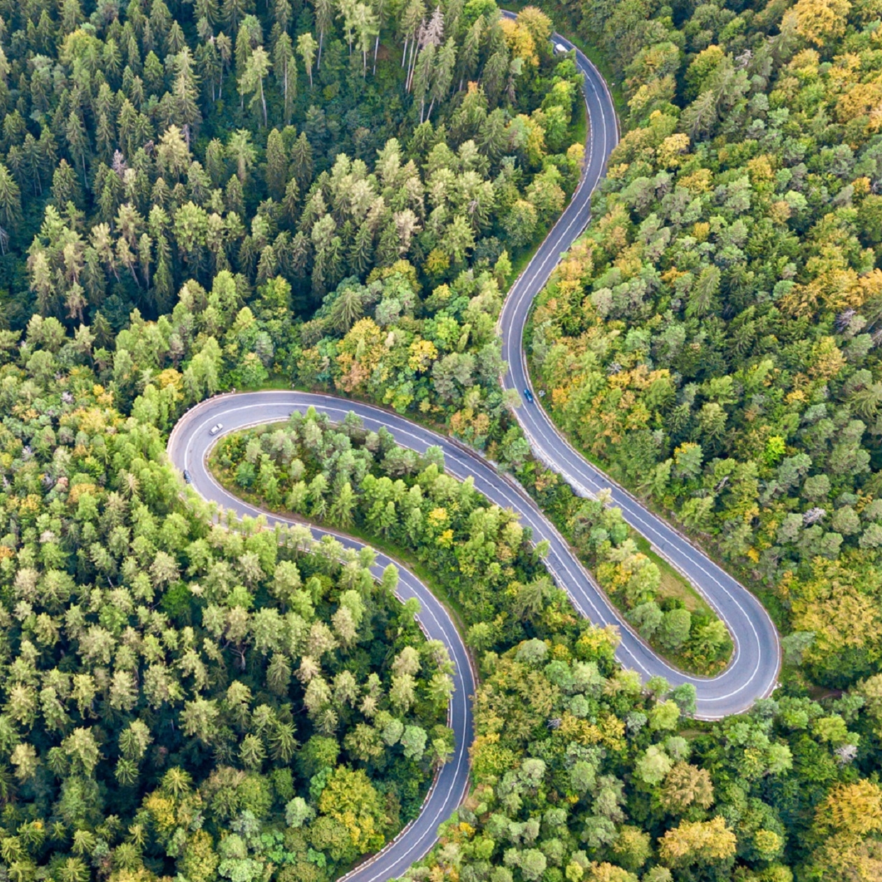 Winding road through a forest