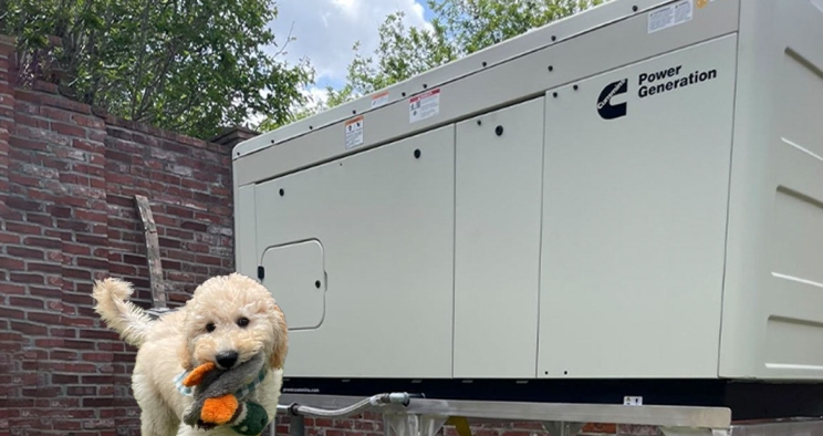 Dog playing next to Cummins standby generator