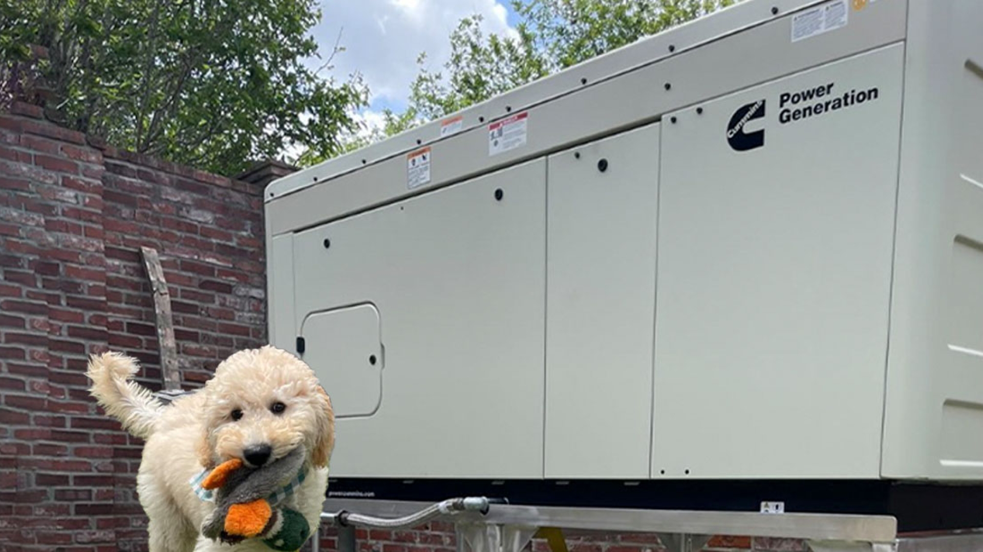 Dog playing next to Cummins standby generator